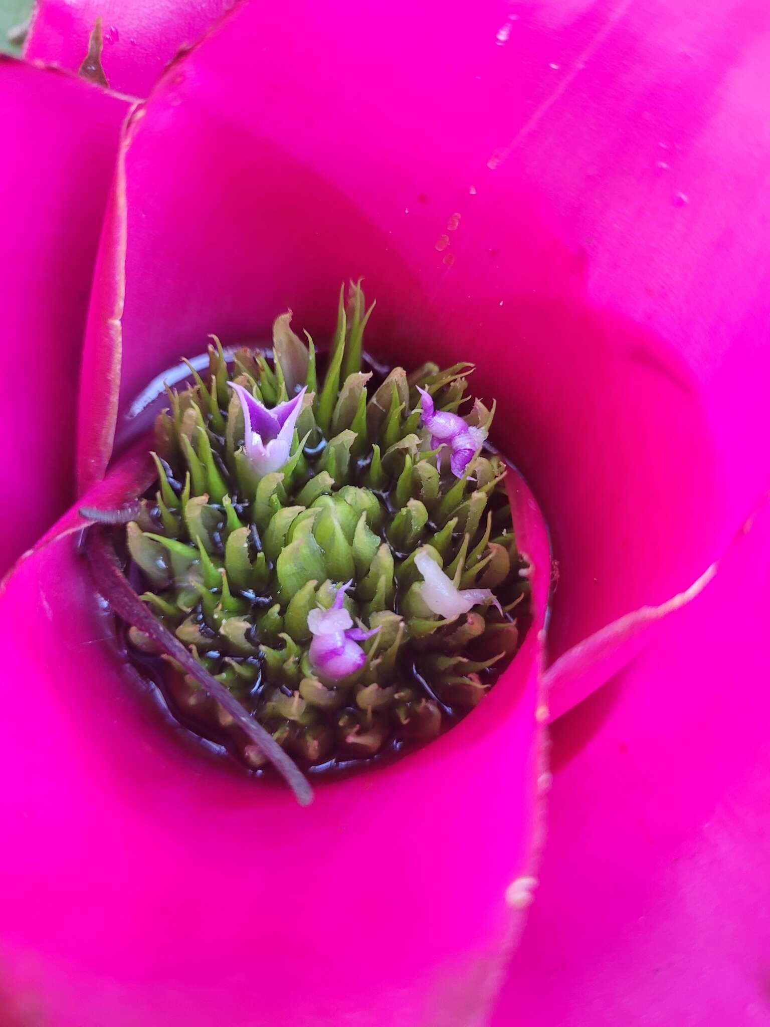 Imagem de Neoregelia macrosepala L. B. Sm.