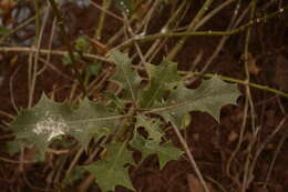 Image of Holy Mangrove