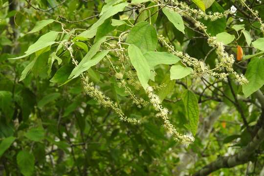 Image of Croton mexicanus Müll. Arg.