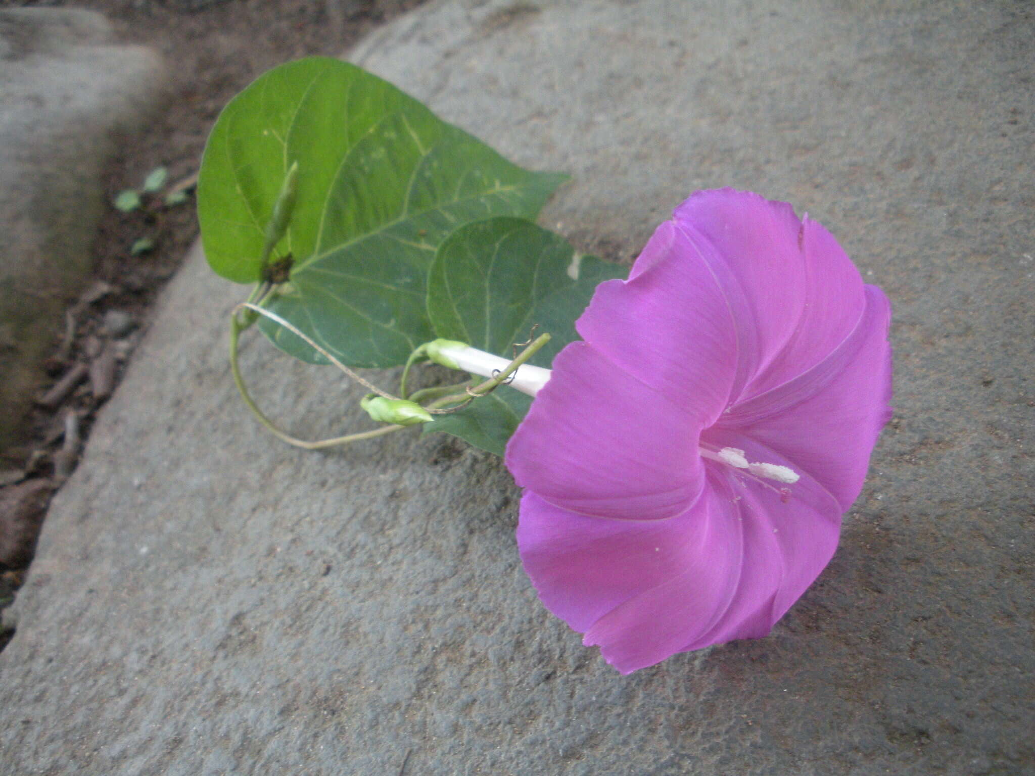 Image of Ipomoea dumosa (Benth.) L. O. Wms.