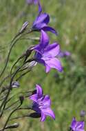 Campanula stevenii subsp. wolgensis (P. A. Smirn.) Fed. resmi