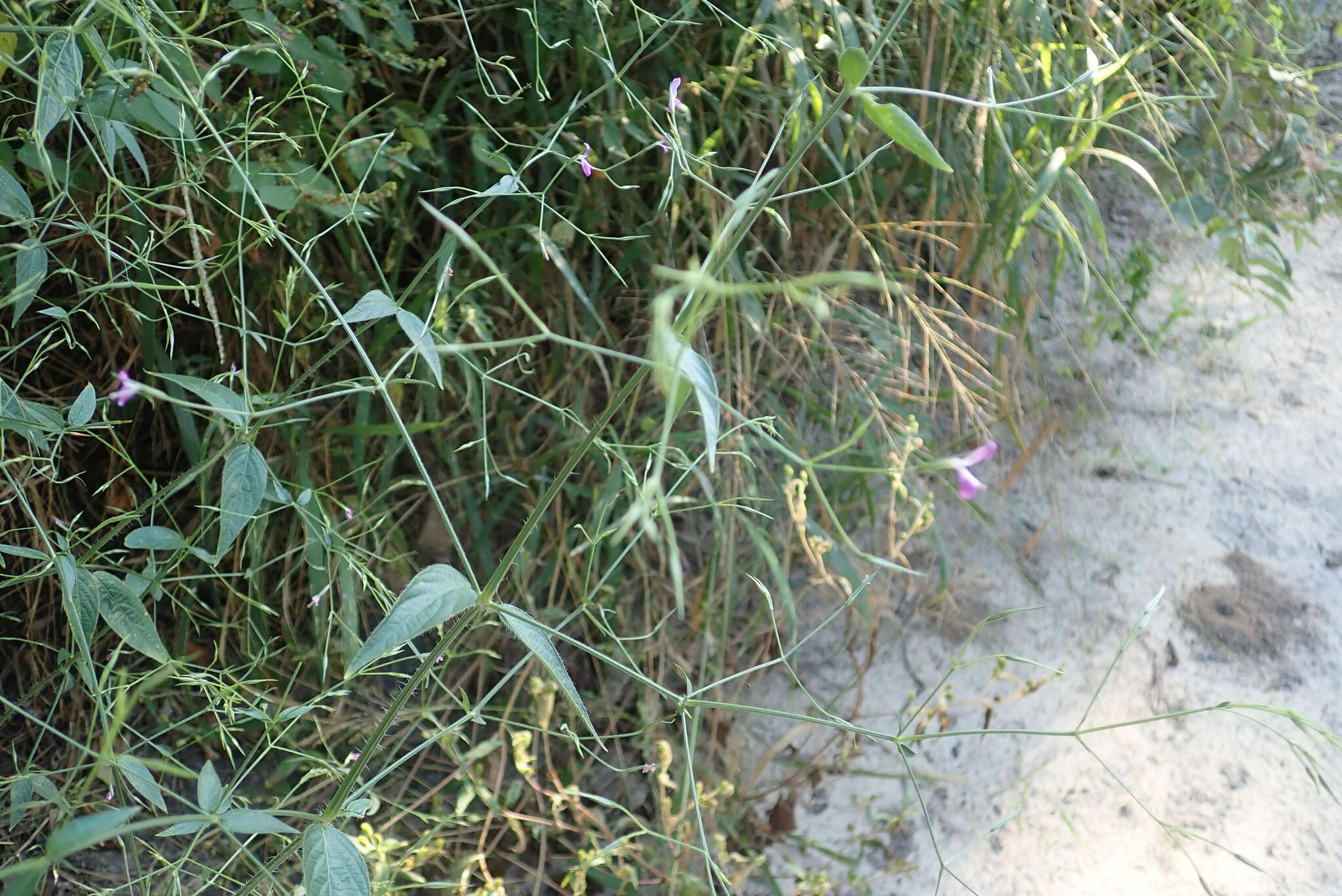 Image of Dicliptera paniculata (Forssk.) I. Darbysh.