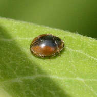 Image of Loew's Lady Beetle