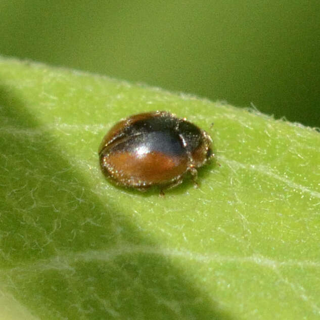 Image of Loew's Lady Beetle