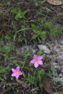 Image of largeflower rose gentian