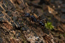 Image of Rhytidoponera chalybaea Emery 1901