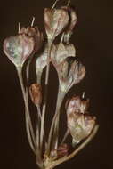 Image of Allium tardans Greuter & Zahar.