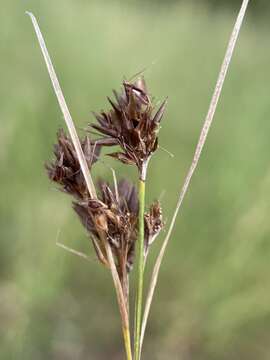 Rhynchospora microcephala (Britton) Britton resmi