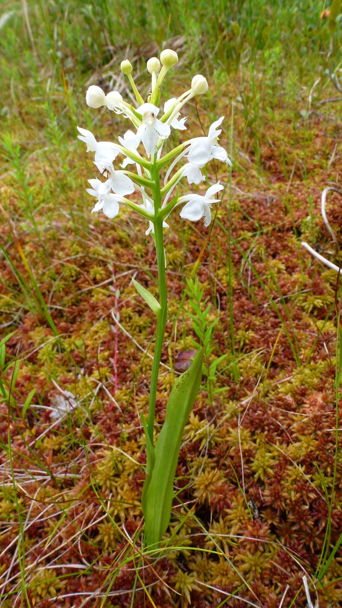 Image de Platanthera blephariglottis (Willd.) Lindl.