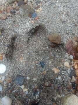 Image of Brazilian Tapir