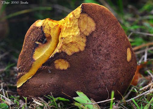 Image of Poplar Bolete