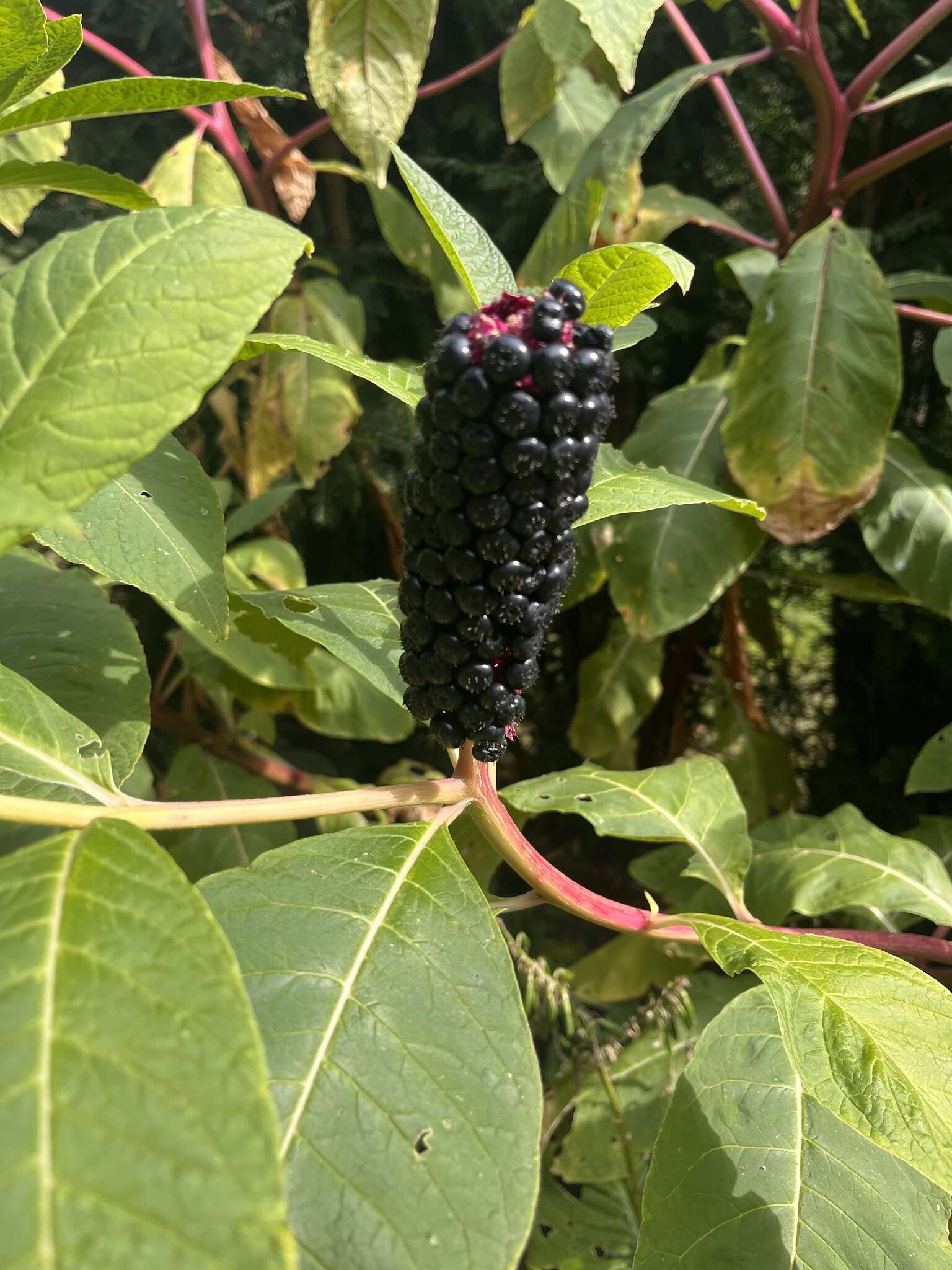 Image of Phytolacca polyandra Batalin