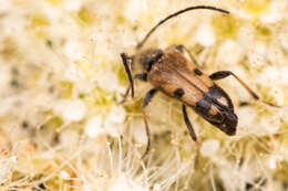 Image of Xestoleptura tibialis (Le Conte 1850)