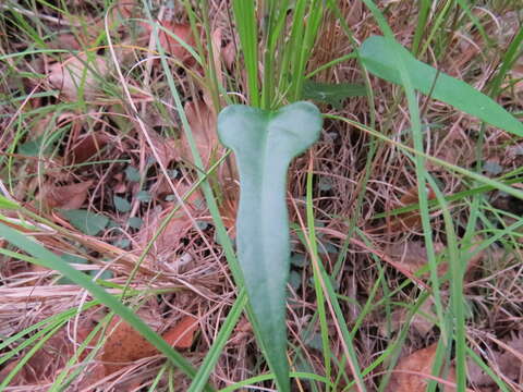 Image of Parsonsia longipetiolata J. B. Williams