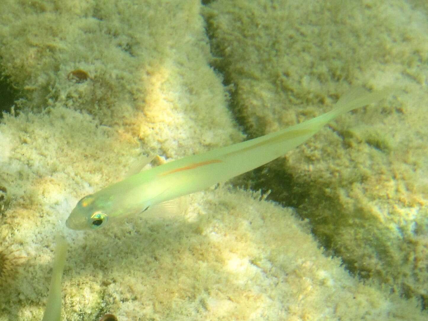 Image of Blue gudgeon