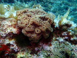 Image of stinker sponge