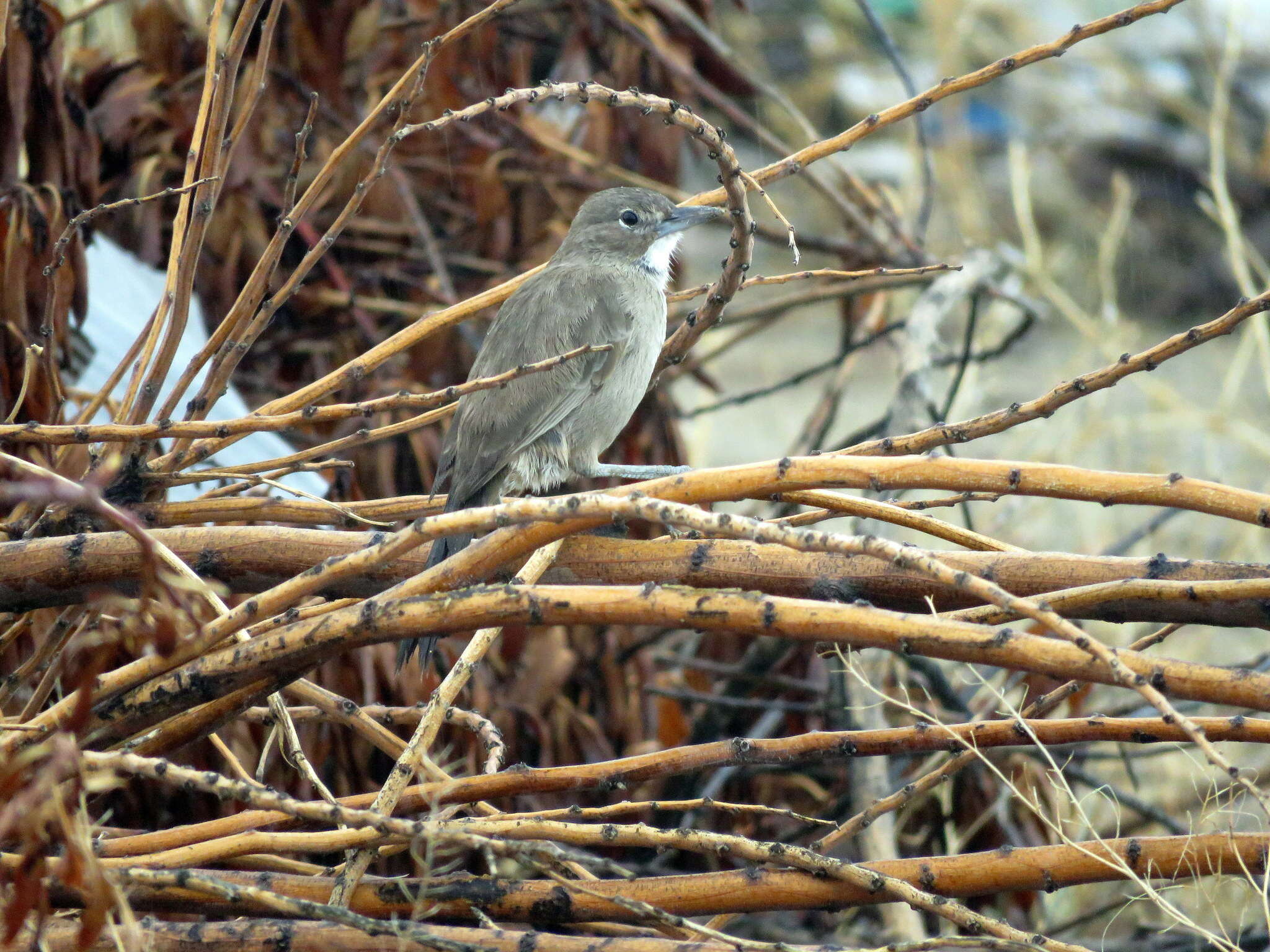 Image of White-throated Cacholote