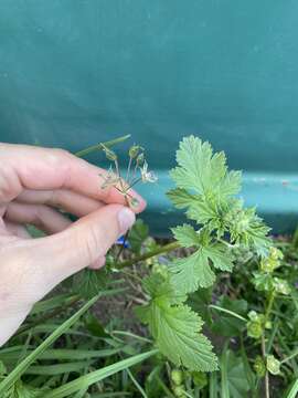 Image of Erodium chium (Burm. fil.) Willd.