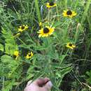 Image of Rudbeckia terranigrae