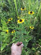 Image of Rudbeckia terranigrae