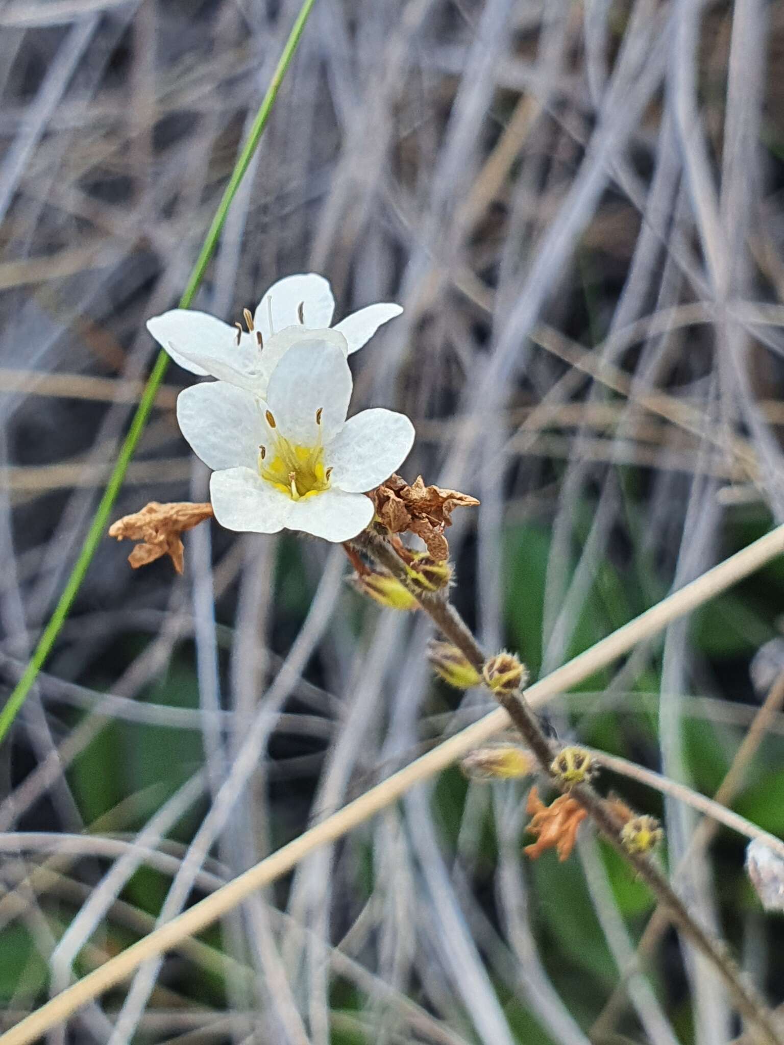 Image of Myosotis laeta Cheesem.