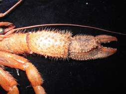 Image of longhand hermit crab