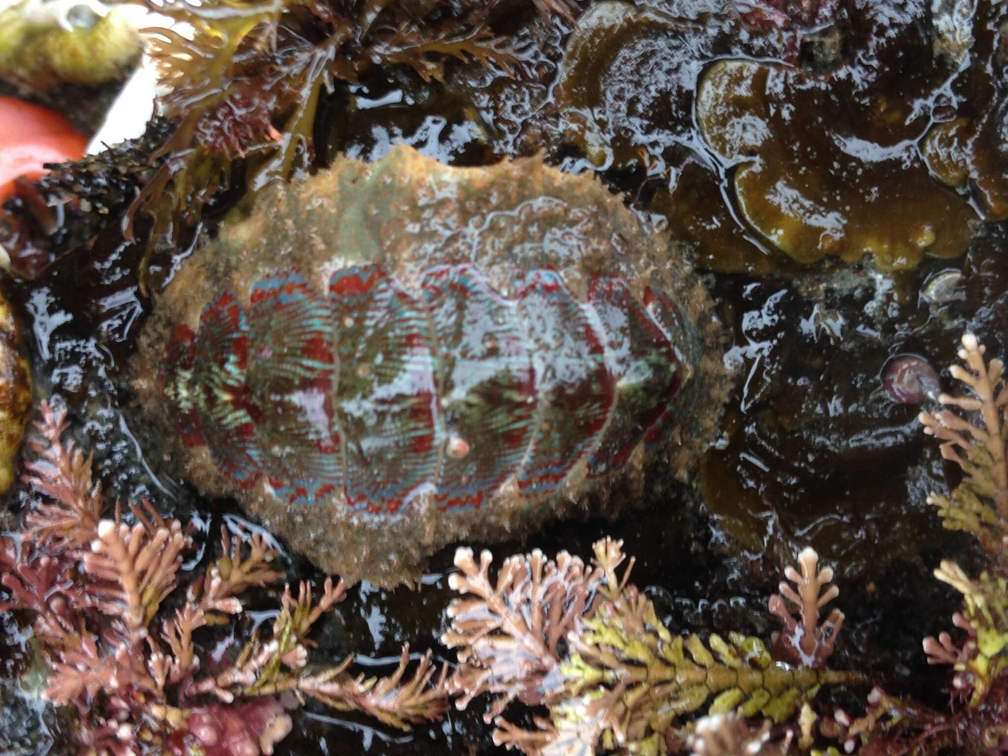 Image of Mopalia spectabilis I. M. Cowan & G. M. Cowan 1977