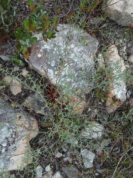 Imagem de Limonium scabrum (Thunb.) Kuntze