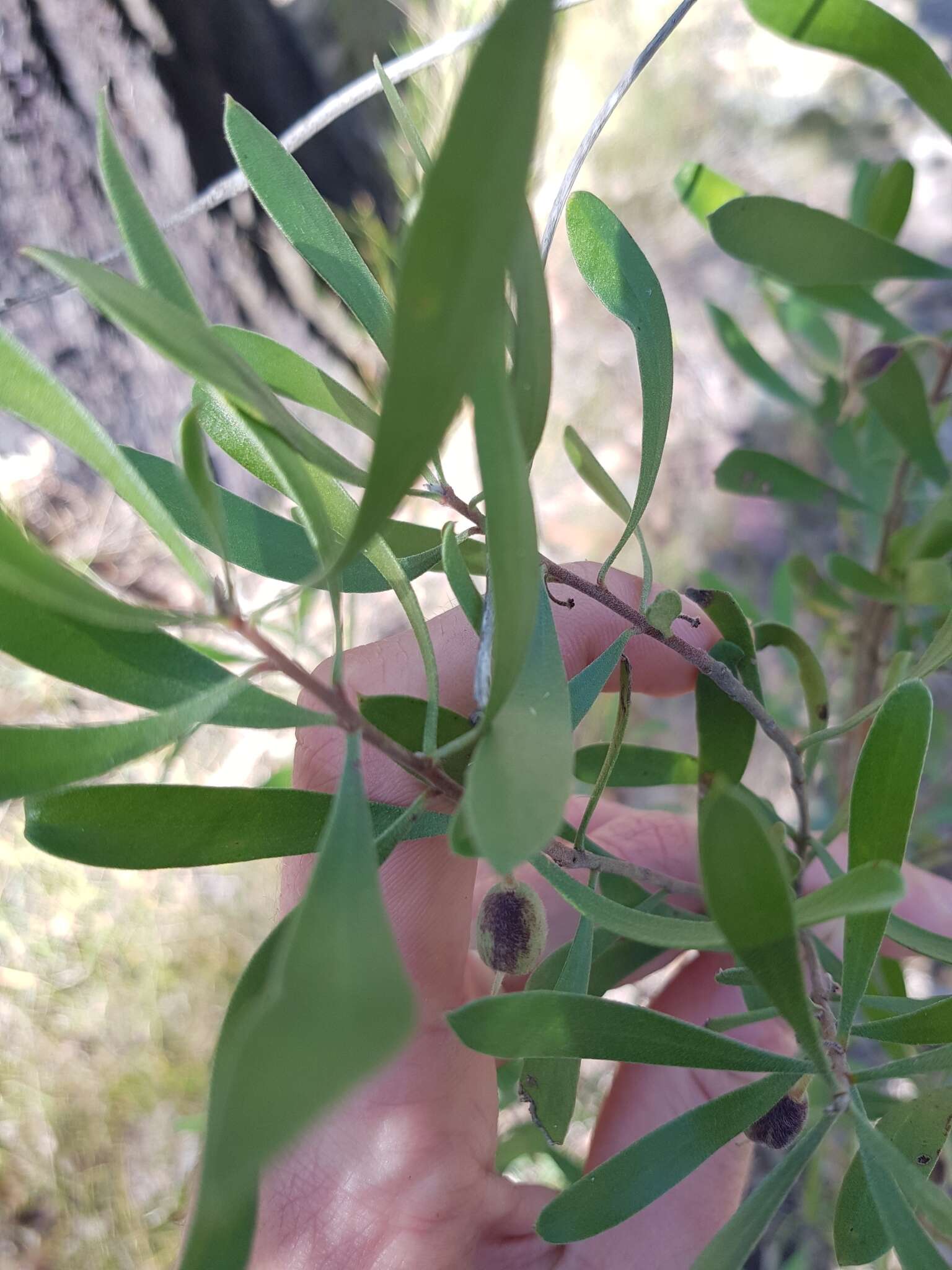 Image of Persoonia sericea A. Cunn. ex R. Br.