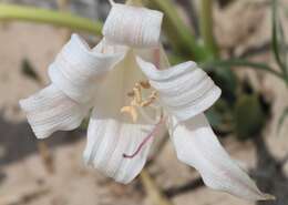 Image of Crinum crassicaule Baker