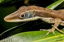 Image of Henderson's Anole