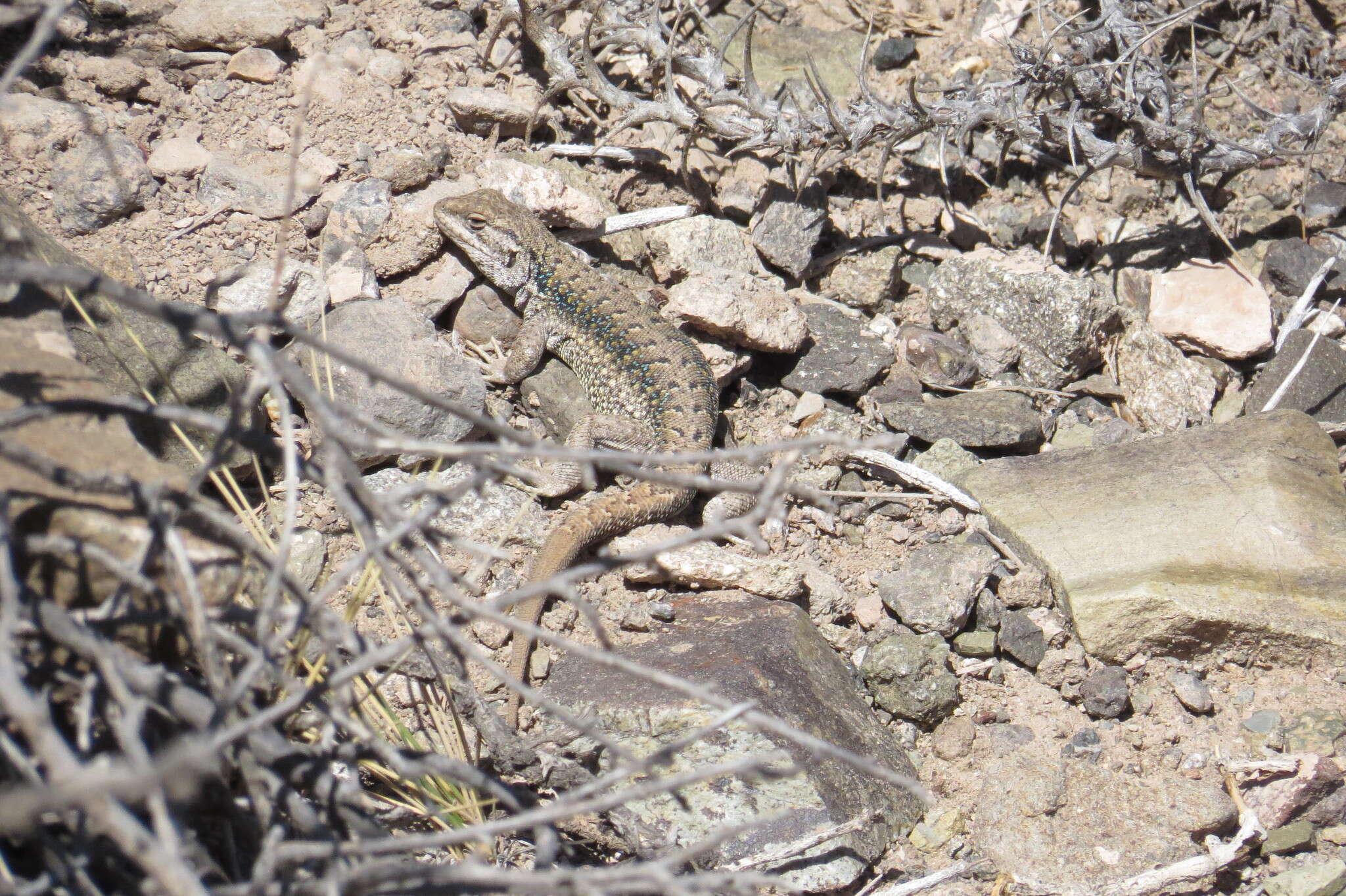 Image of Ruibal's Tree Iguana