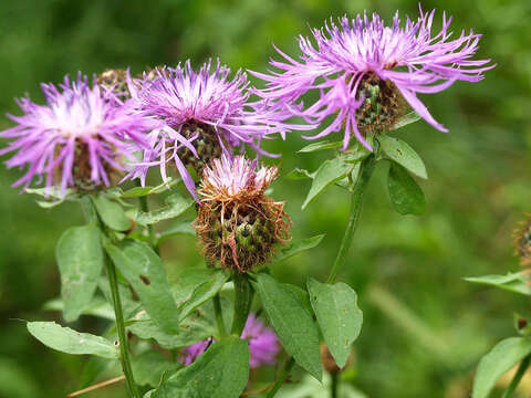 Image of Centaurea phrygia subsp. pseudophrygia (C. A. Mey.) Gugl.