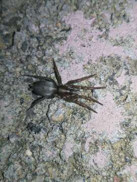 Image of Western Parson Spider