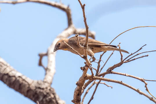 Image of Bush Petronia