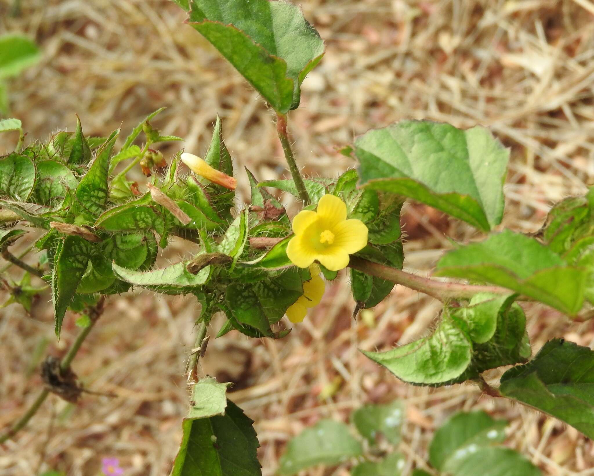 Image of wild okra