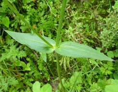 Imagem de Silene pseudoindica