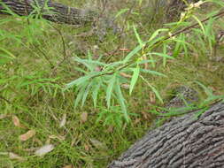 Image of Astrotricha glabra Domin