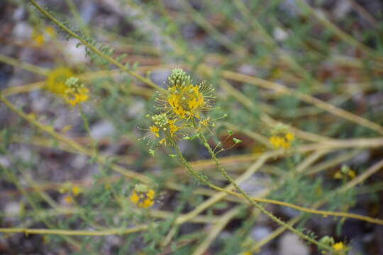 Image of Chiricahua Mountain Stinkweed