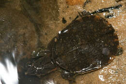 Image of Malayan Soft-shelled Turtle