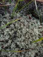 Image of Thorn cladonia