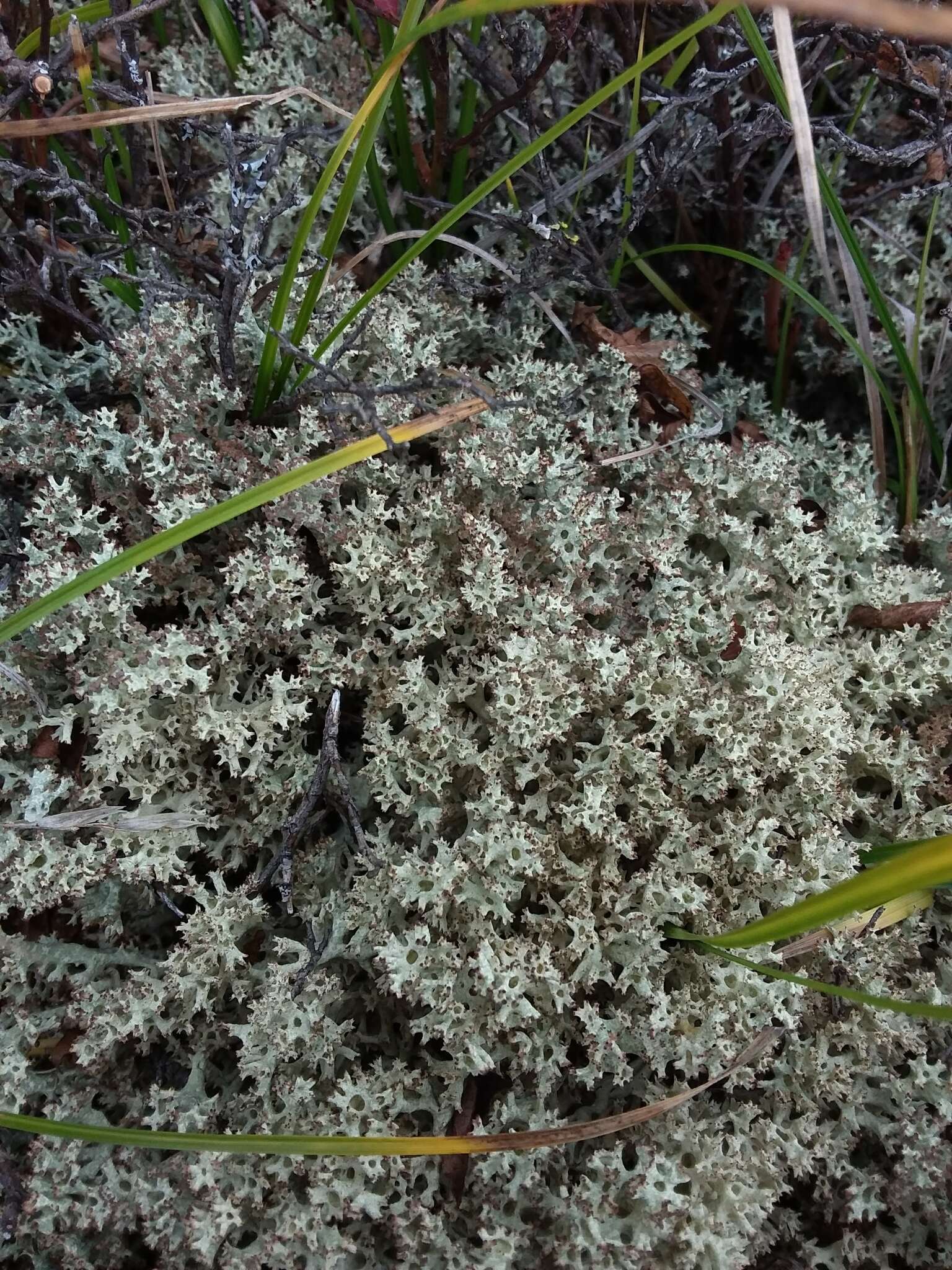 Image of Thorn cladonia