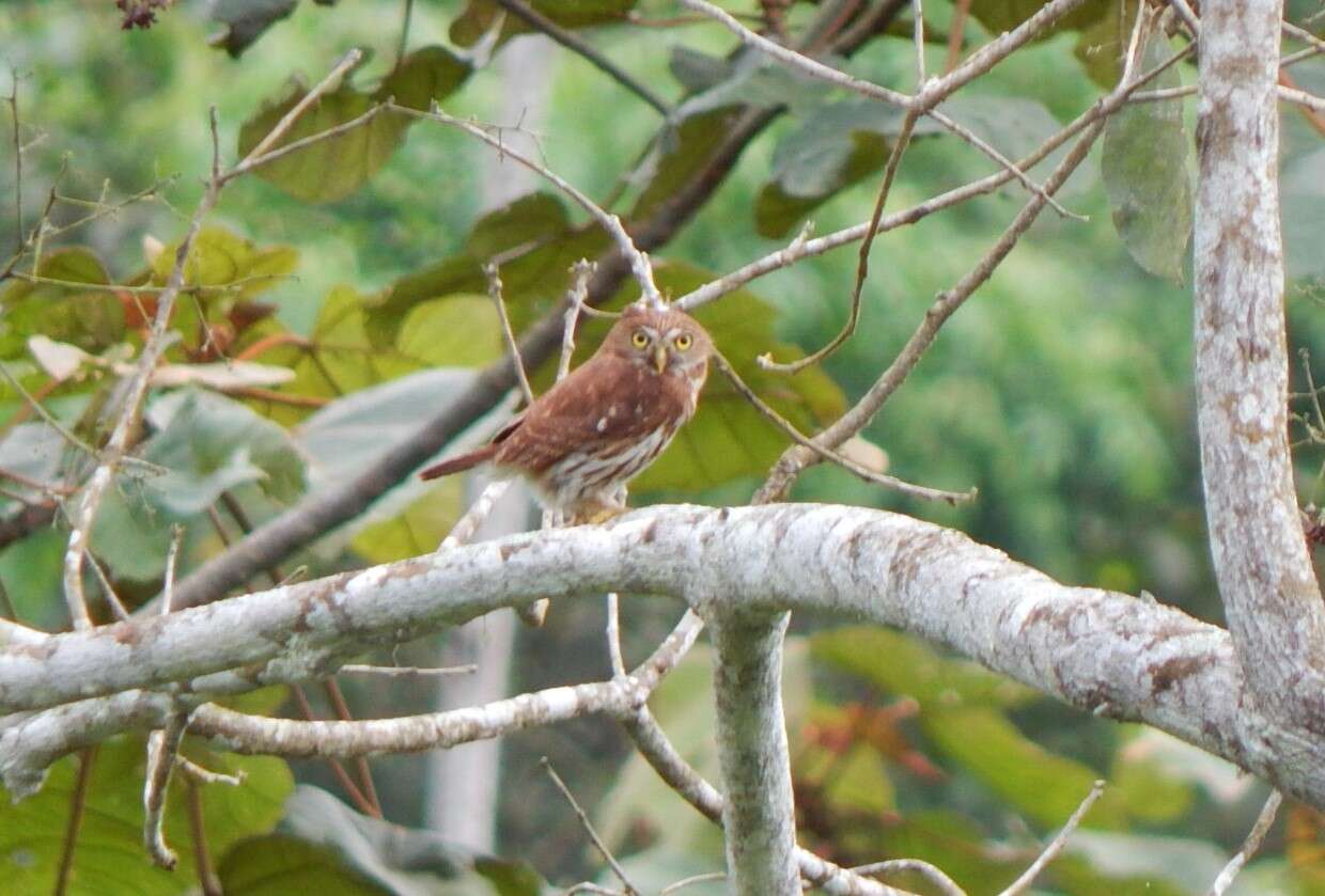 Plancia ëd Glaucidium peruanum König & C 1991