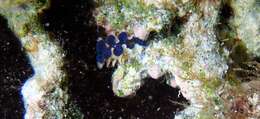 Image of Small giant clam