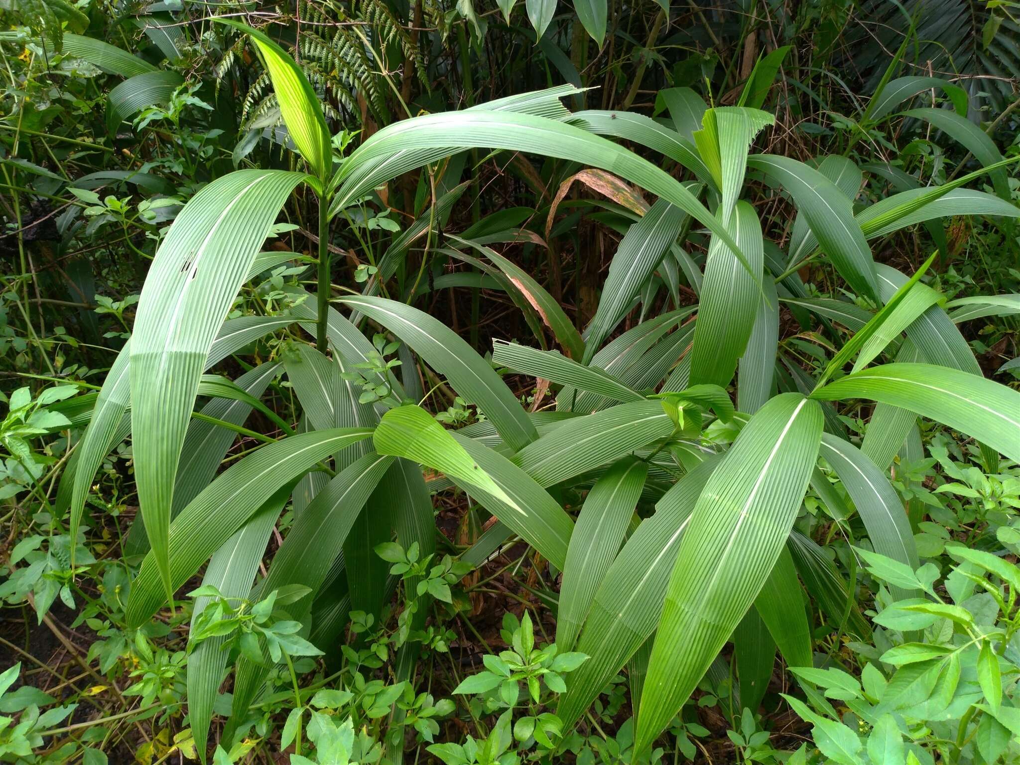 Image of bigleaf bristlegrass