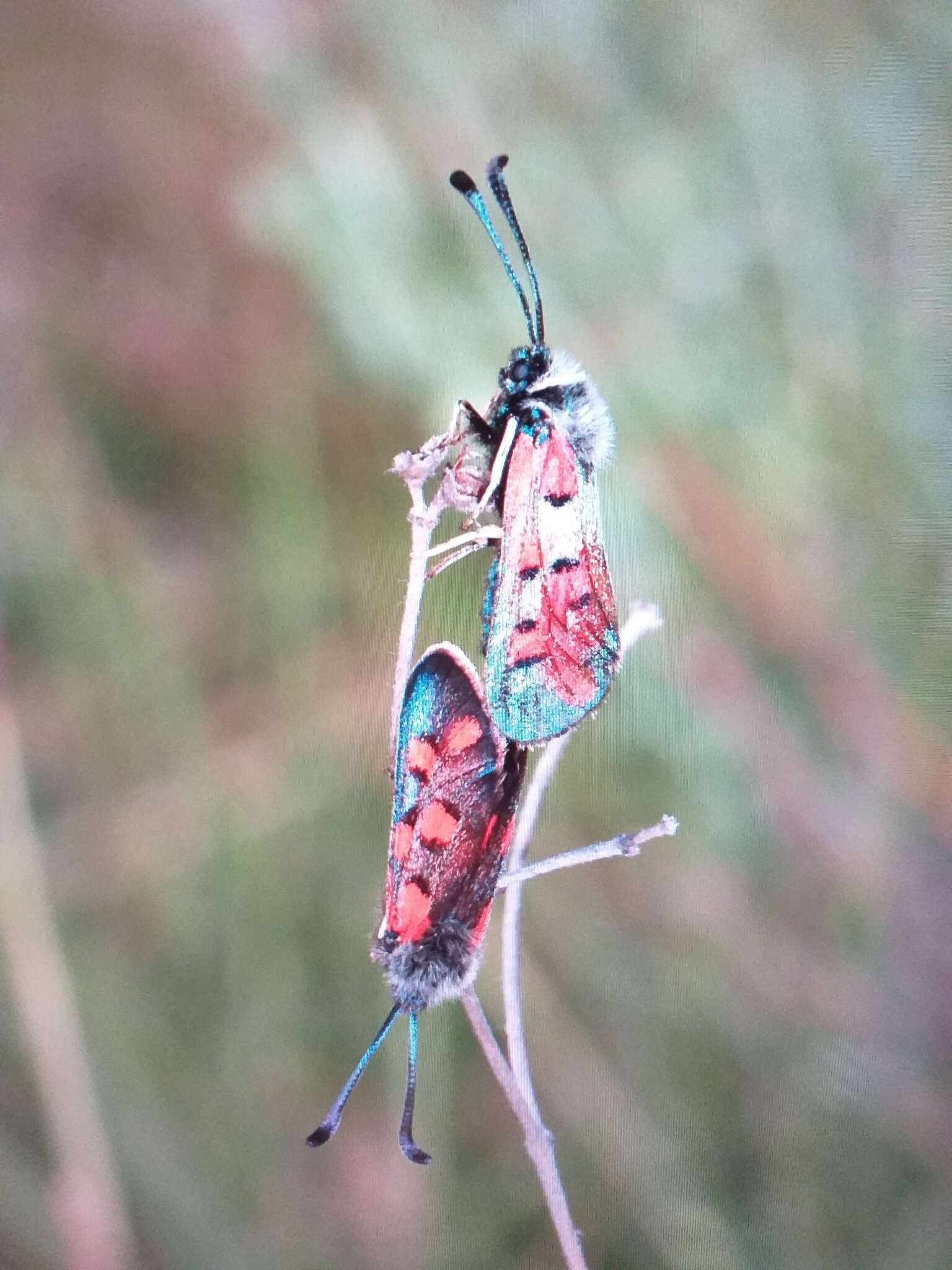 Image of Zygaena rhadamanthus Esper 1793