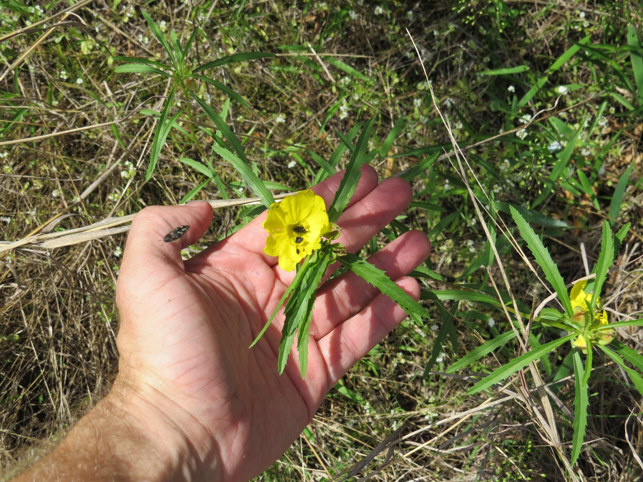 Image of Acmaeodera ornatoides Barr 1972