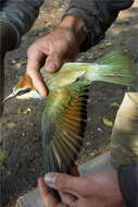 Image of bee-eater, european bee-eater