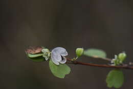 Image of Shrubby tororaro