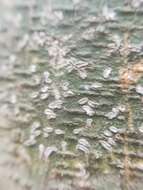 Image of phaeographina lichen